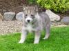 Sie sind da,  6 Süße Huskywelpen!!!!