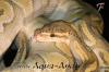  Königspython,  Boas und Nattern DNZ 