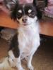 DRINGEND CHIHUAHUA HÜNDIN ABZUGEBEN