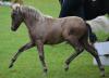 Classic Ponys bei Top Horse Of The Year 2012