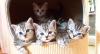 Whiskas- Kitten Silvertabby BKH Britisch Kurzhaar abzugeben