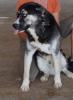 Boomer - lieber,  aktiver Husky-Mischlingsrüde sucht neues Zuhause!