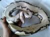 königspython . 1.1 Adult 100% het Pied ,  gleich zu los züchten. . . . . . . . . 
