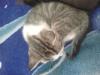 süße Katzen suchen ein neues. zuhause 