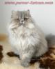 blue golden Perserkater