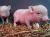 Mini Pigs - Hausschweine