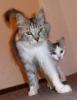 Wir (Maine Coon Mix) suchen noch ein liebes- und verantwortungsvolles Zuhause.
