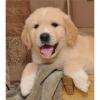 Golden Retriever Welpen mit Papieren aus wundervoller Verpaarung! 