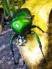 Suche Dicronorrhina derbyana oberthuri,  D.micans,  D. cavifrons