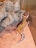 Leopardgecko-Nachzuchten 2012