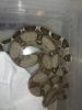 3, 5 Boa Constrictor Imperator Kolumbieaner Jungtiere DNZ 05/ 2012  (Guyana Rotsch