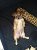 Chihuaua-Jack-Russel mix Welpe Muffin sucht noch ein Zuhause