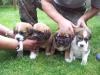 Beagle Mischlingswelpen zu verkaufen 