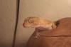 2 bildhübsche Leopardgeckoweibchen (auch einzeln) abzugeben