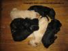 RARITÄT - supersüße Labradoodle ( Standard /  F1-Generation ) abzugeben !!
