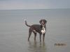 Münsterländer-Pinscher-Mix sucht neues zu Hause