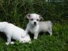 Tiffanys Chihuahua von Rosensranch+++