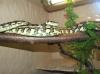 Caramel Teppichpython /  Morelia Spilota Bock 2009