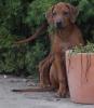 Rhodesian Ridgeback Welpen aus TOP Verpaarung 