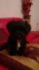 9 wochen alter welpe sucht dringend neues zu hause!!!!!