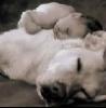 Platz Vor Preis, Suche ein Amstaff, Pittbul, Bullterier.Dogo Argentino, Cane Corso, w