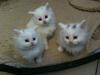 Main Coon Babys,  Katzenkinder,  Kitten