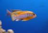 Labidochromis sp. Hongi  red selection 