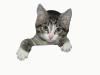  Kennenlernangebot für Katzen