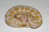 Verkaufe Königspython Piebald & Albino