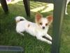 Süße,  reinrassige Chihuahua   Junghündin,  6 Monate,  weiß-rot