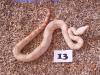 Boa C. I. Albino Kahl Linie Coral DNZ 2012