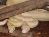 Boa C. I. Albino Kahl Linie Coral Zuchtpaar 2009