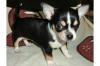 Wunderschöne chihuahua Welpen mit Papieren (VDH/ FCI)