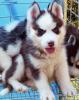 Siberian-Husky-Welpen 