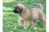 12 - Wochen alte sehr schöne Leonberger - Mädels mit Papieren abzugeben