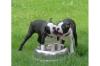 Wunderschöner Boston Terrier Rüde mit FCI-Papieren !!!