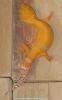 Leopardgecko Nachzuchten 2012 abzugeben