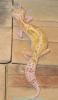 Leopardgecko Nachzuchten 2012 abzugeben