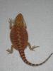 Wunderschöne Farbbartagamen! Red,  Firetiger,  Orangetiger