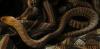 Woma Python /  Aspidites Ramsayi 1.0 DNZ