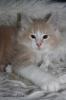 Norwegische Waldkatze sucht neues Zuhause