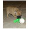 Süße Französische Bulldoggen Welpen Fawn