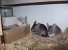 Chinchilla 4er Gruppe