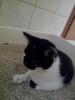 Suche eine/ n junge Katze/ r 