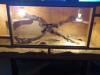 Leopardgeckos + 120x60x60 Terrarium abzugeben