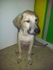 Suche dringend ein neues liebevolles Zuhause !!!