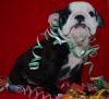 English Bulldog s in Traumhaften Farben /  Sonderlackierung!!!