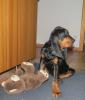 Seltene Black and Tan Coonhound