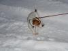 Liebe Jack Russel Dame sucht ein neues Zuhause
