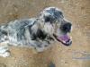 Robin - English Setter -Knutschnase. Er kennt nichts als Elend